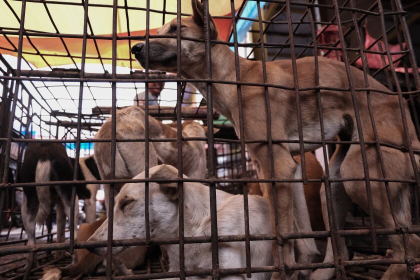 The dogs inside the iron cage will be sold at Tomohon Market. Butchers in Indonesia and Cambodia have told The Times that Ching staged scenes by paying them to torture and kill the dogs on camera N including the one that was burned alive N in a manner far more cruel than the methods they normally employ.