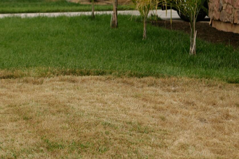 A brown lawn next to a green one in Perris.