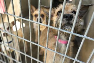 Los Angeles, California June 22, 2022- Dogs wait to be adopted in a cage at the Chesterfield Square Animal Services Center in Los Angeles. (Wally Skalij/Los Angeles Times)