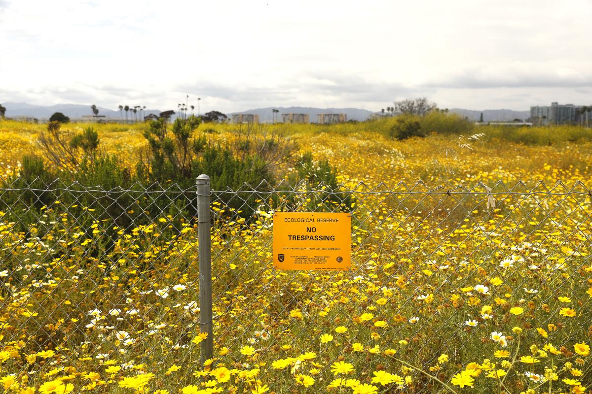 Wildflowers bloom in a portion of the Ballona Wetlands near Marina del Rey in 2023.