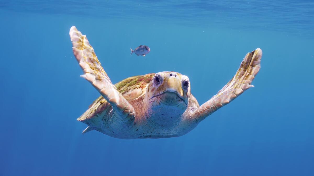 Une tortue caouanne dans l'océan 