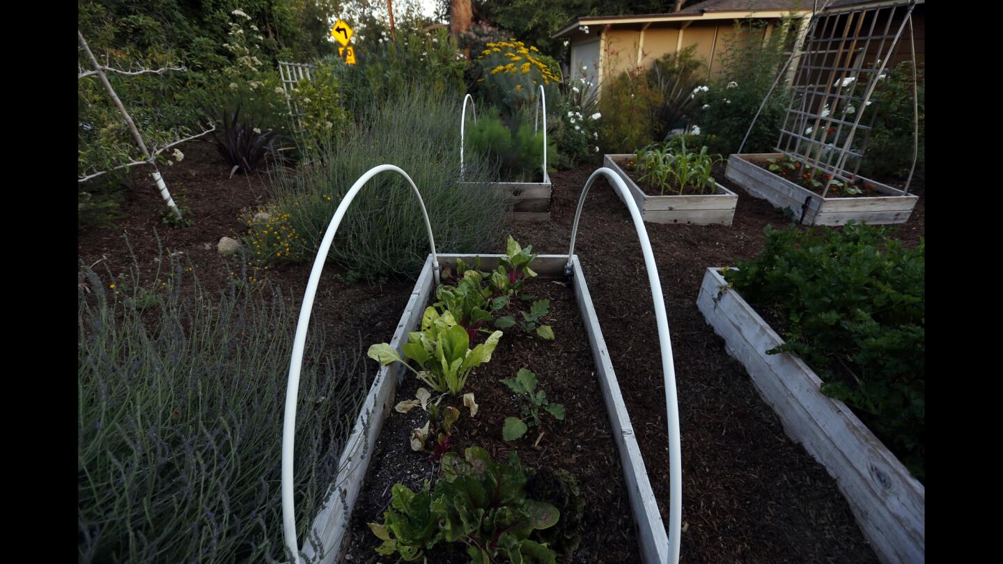 Peggy Casey's Altadena garden