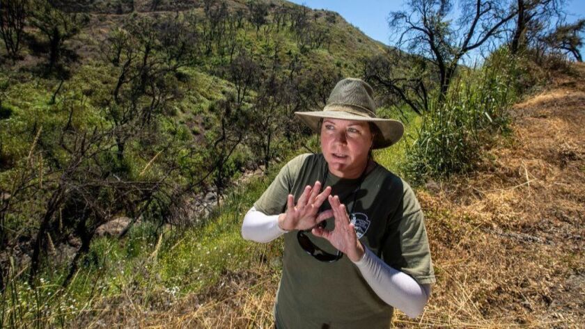 National Park Service wildlife ecologist Katy Delaney at a secret canyon site in the Santa Monica Mountains where California red-legged frogs were reintroduced.