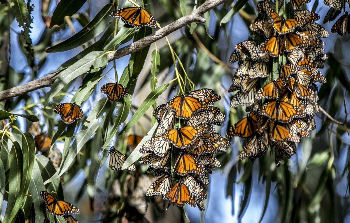 Monarch butterflies cluster on tree leaves.