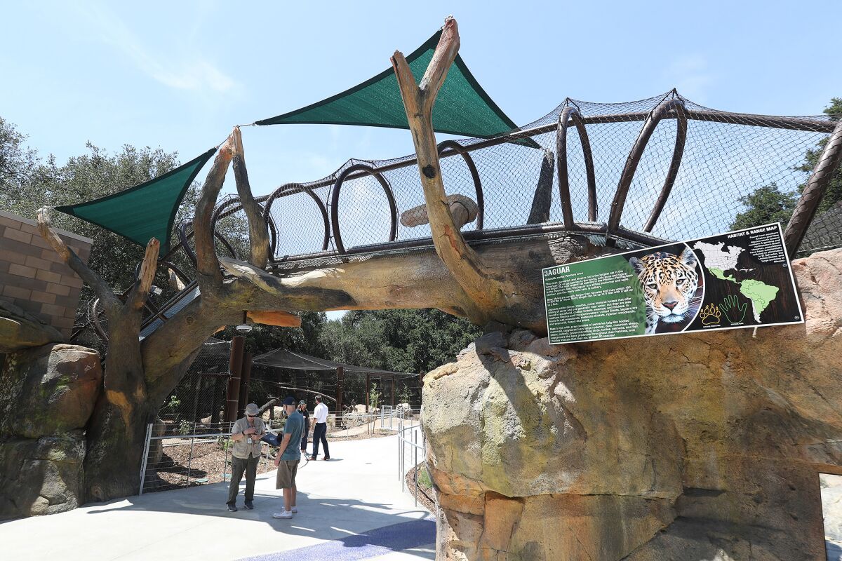 A jaguar walking bridge is part of the new OC Zoo Large Mammal Exhibition.