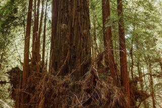 Russian River Redwoods- (Vivian Chen courtesy Save the Redwoods League)