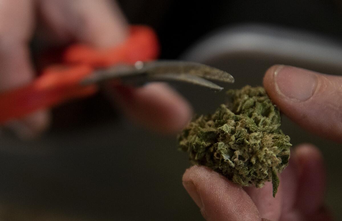 A closeup of hands using scissors next to a cannabis bud 