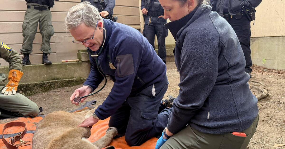 Leão da montanha capturado em São Francisco. ‘Fizemos vista grossa’, diz morador