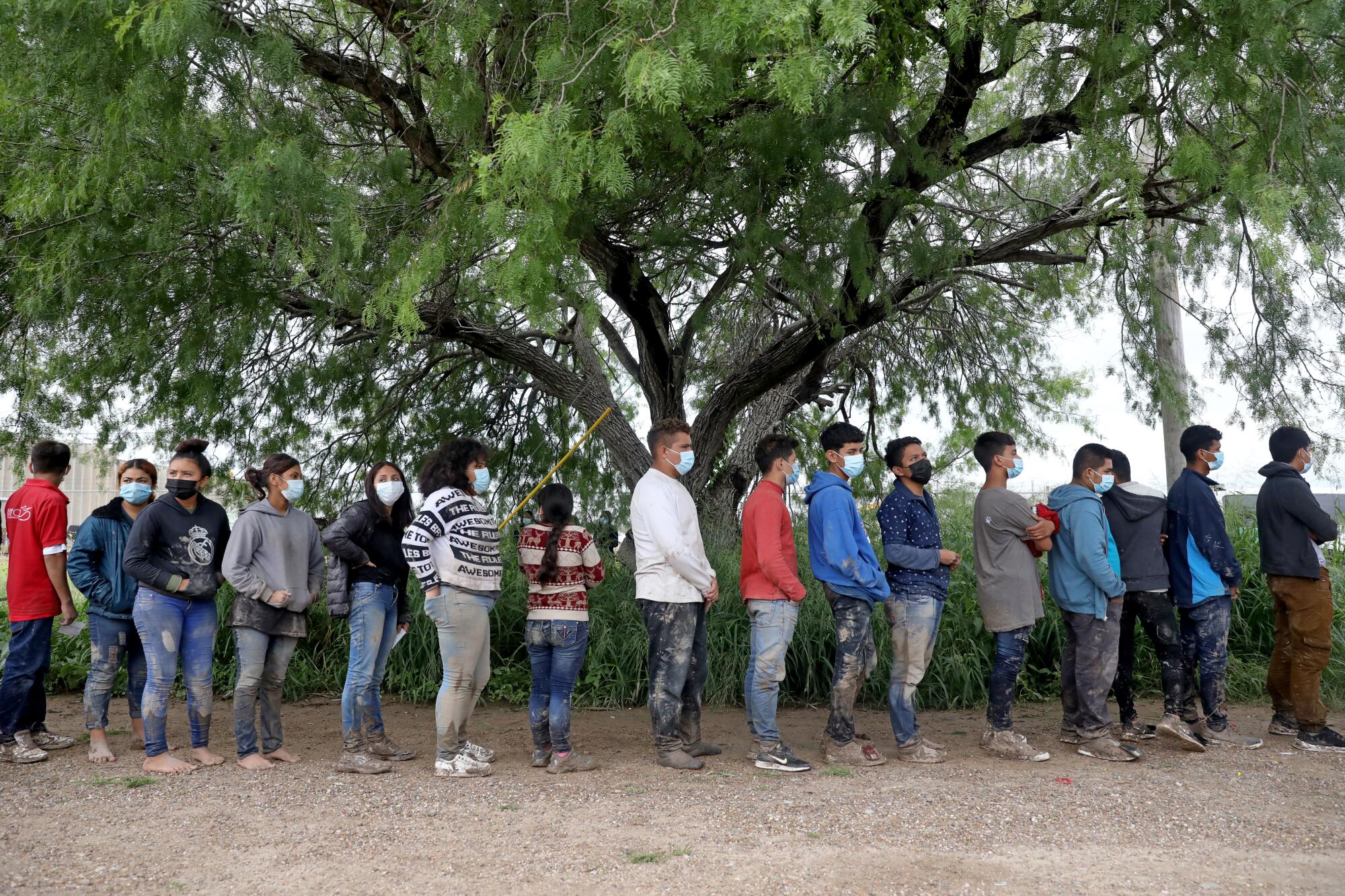 People line up along a dirt path in front of a tree. 
