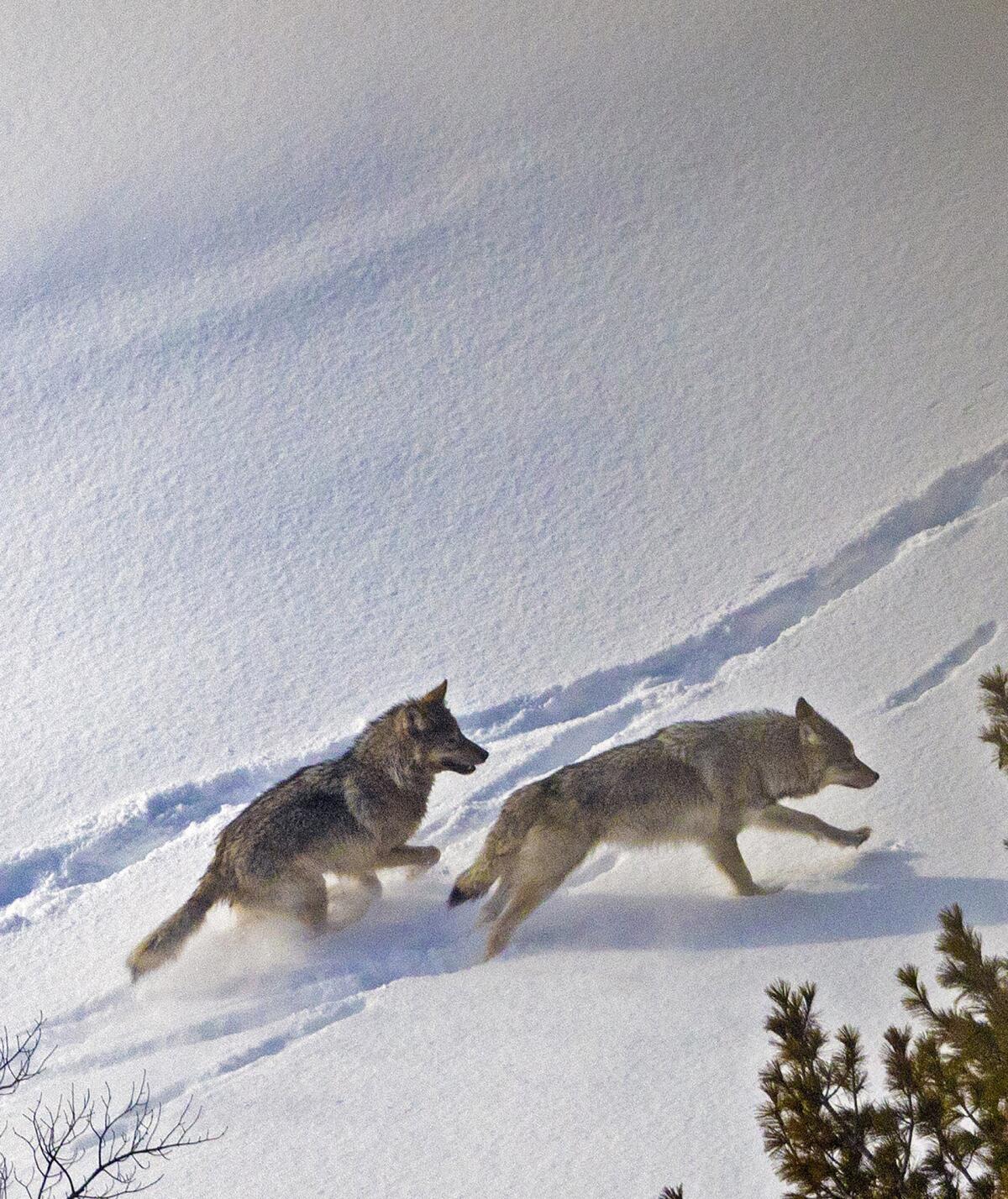 Wolf pups run in the snow at Michigan’s Isle Royale National Park. 