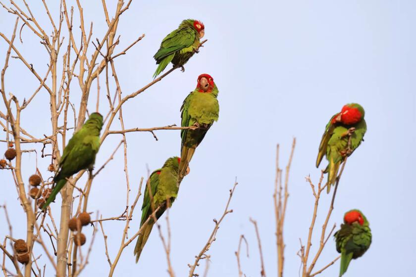 Seasonal parrots gather in a roost in Temple City in Los Angeles.