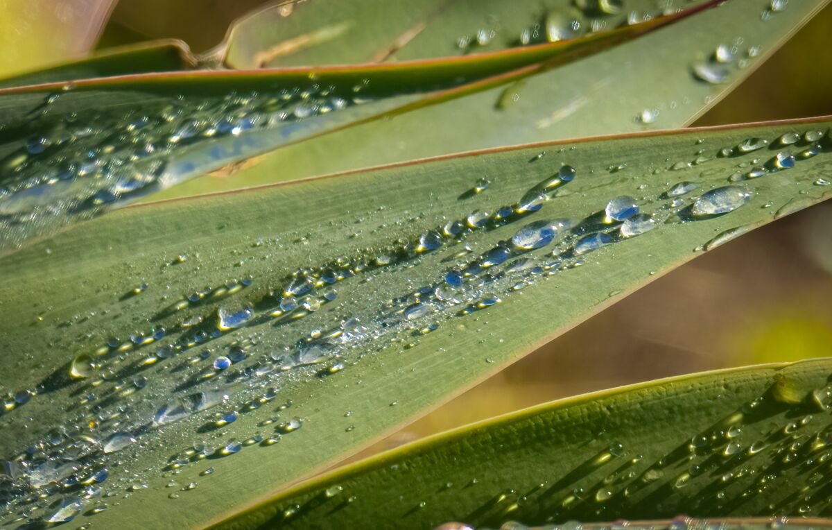 Raindrops on a foxtail agave.