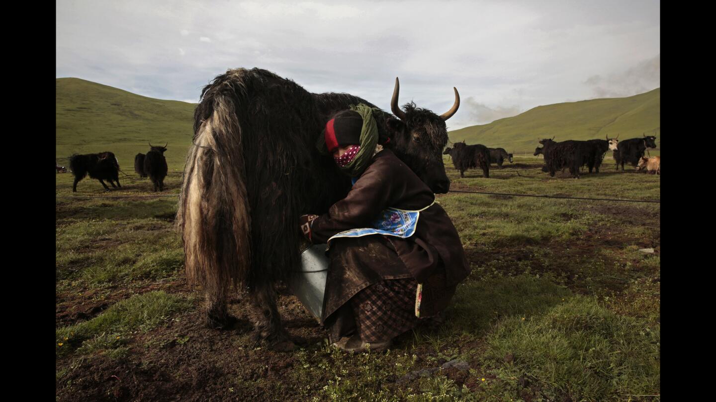 Milking a yak