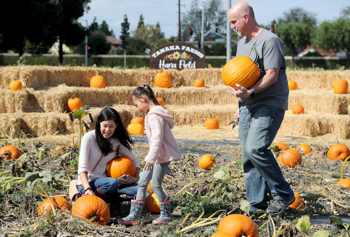 Kimi McAdam looks for pumpkins with daughter Aubrey, 7, and husband Bill, Friday at Costa Mesa's Hana Field.