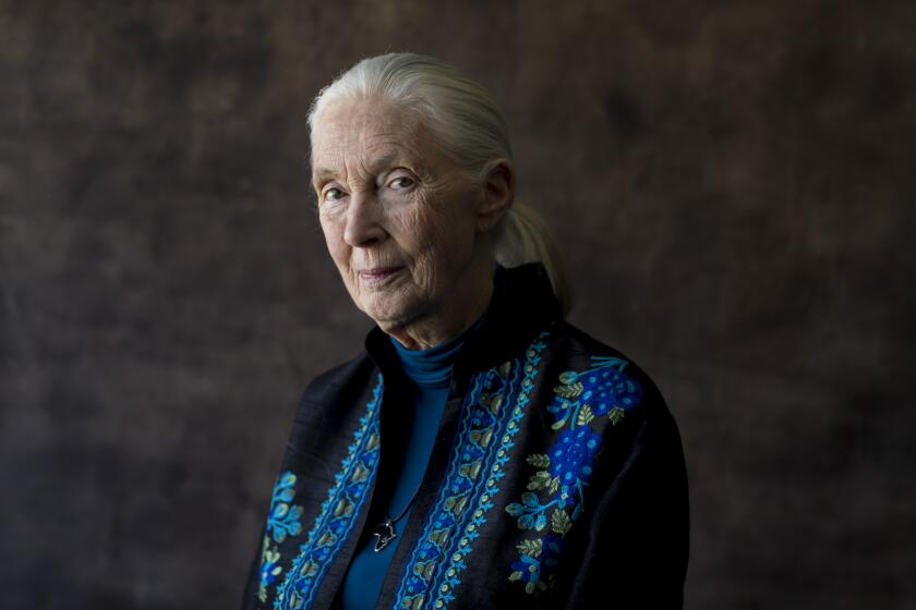 HOLLYWOOD, CA--MONDAY, OCTOBER 09, 2017--Primatologist Jane Goodall is photographed during a day of promotion for the documentary about her, "Jane," at the Hollywood Loews hotel, in Hollywood, CA, Monday, Oct. 09, 2017. The film, directed by Brett Morgen, uses more than 140 hours of 16mm color film footage shot in the 1960s by Dutch nature filmmaker Hugo van Lawick, who later became Goodall's husband. (Jay L. Clendenin / Los Angeles Times)