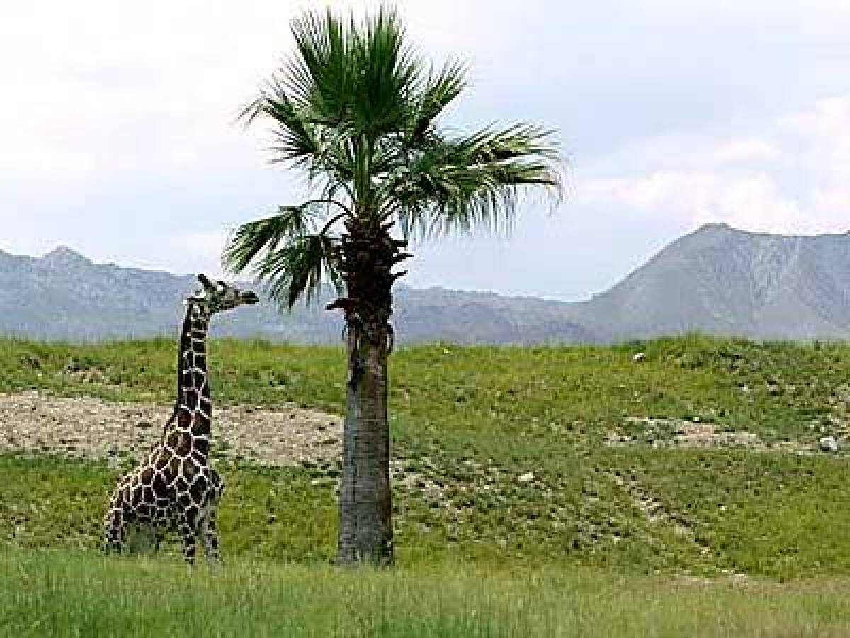 A giraffe is one of the few nonnative species on display at the Living Desert Zoo & Gardens in Palm Desert.