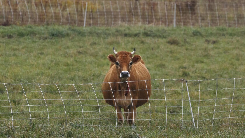 A cow stands in the rain in its field on Old Cheshire Road in Lanesborough, Mass., on Nov. 6, 2014.