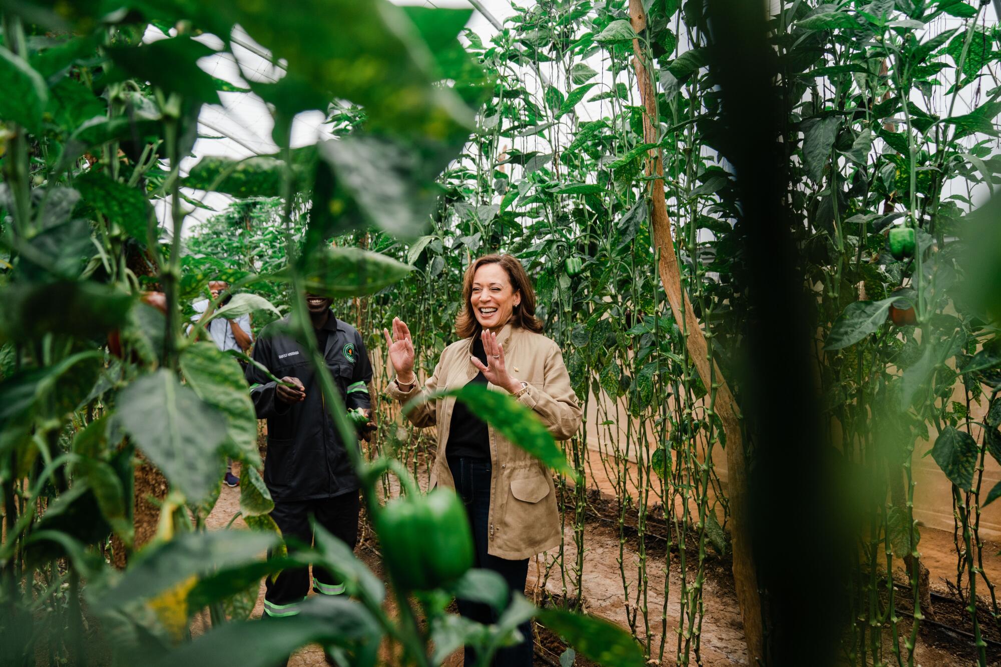 Vice President Kamala Harris stands in a tropical farm.