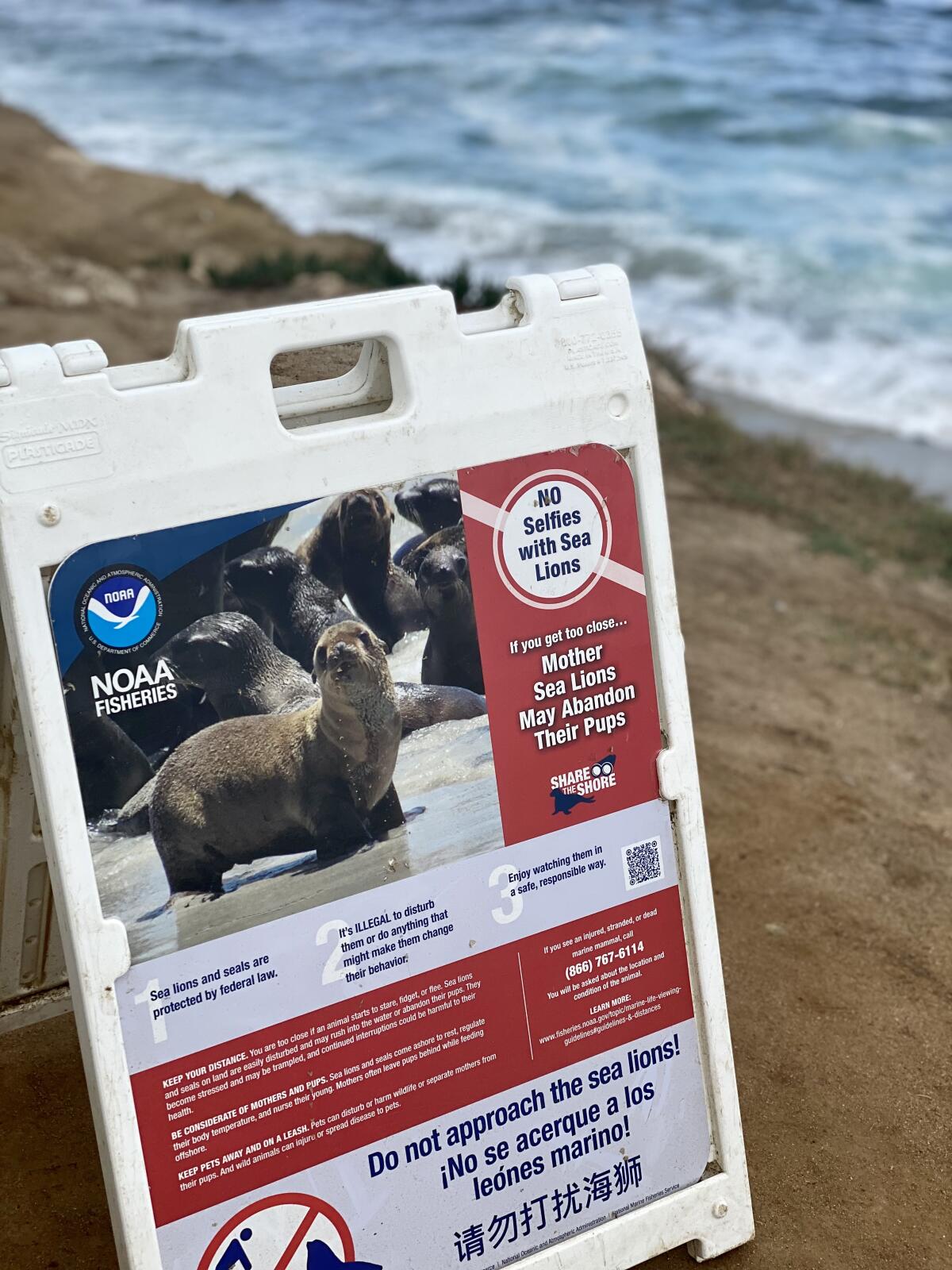 La Jolla Town Council coastal forum airs concerns about sea lions, bluffs  and Gliderport - La Jolla Light