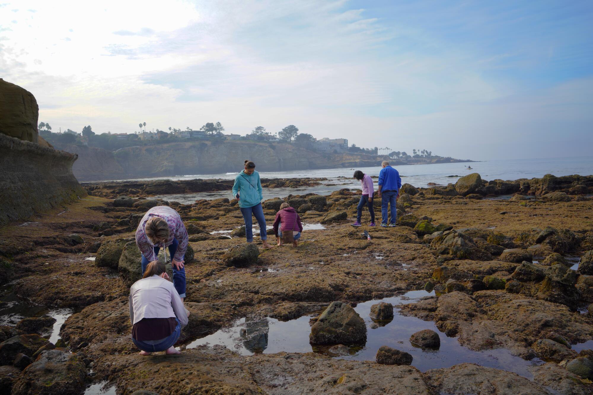 People crouch and walk among tidepools at low tide, with the La Jolla coastline behind them.