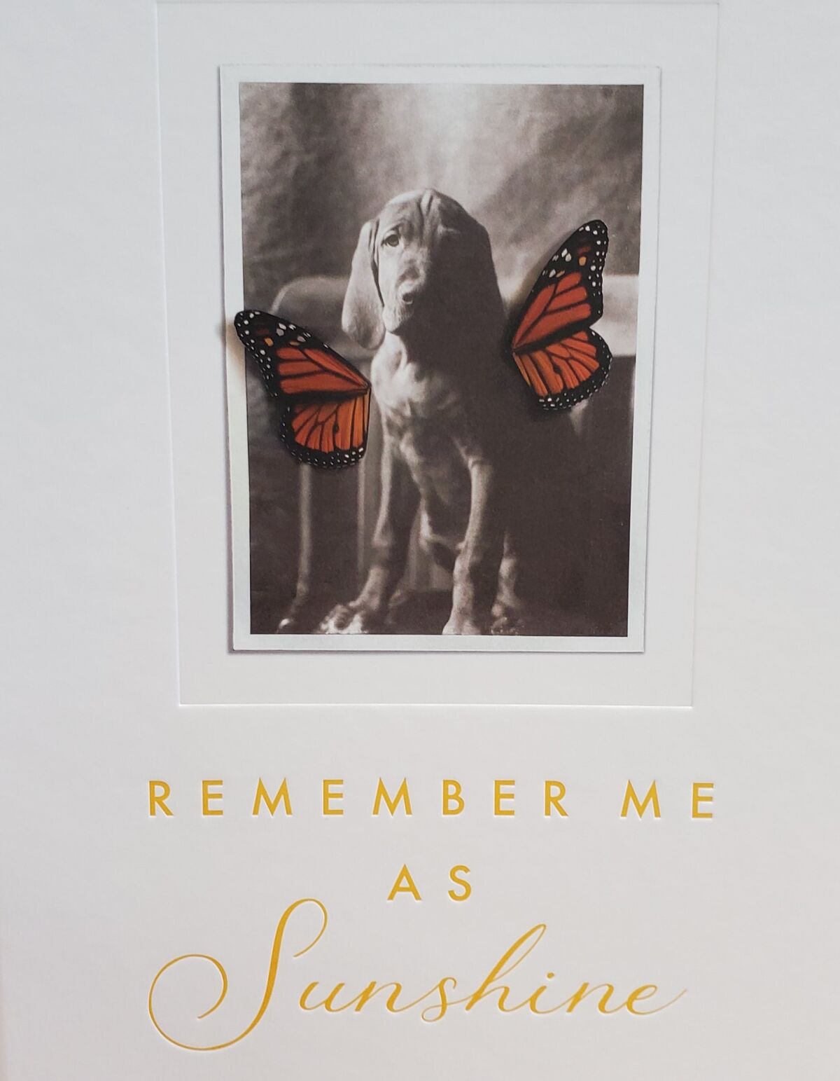 "Remember Me As Sunshine" was created by Bird Rock resident Jacqueline Lemieux-Bokor as a tribute to dogs.