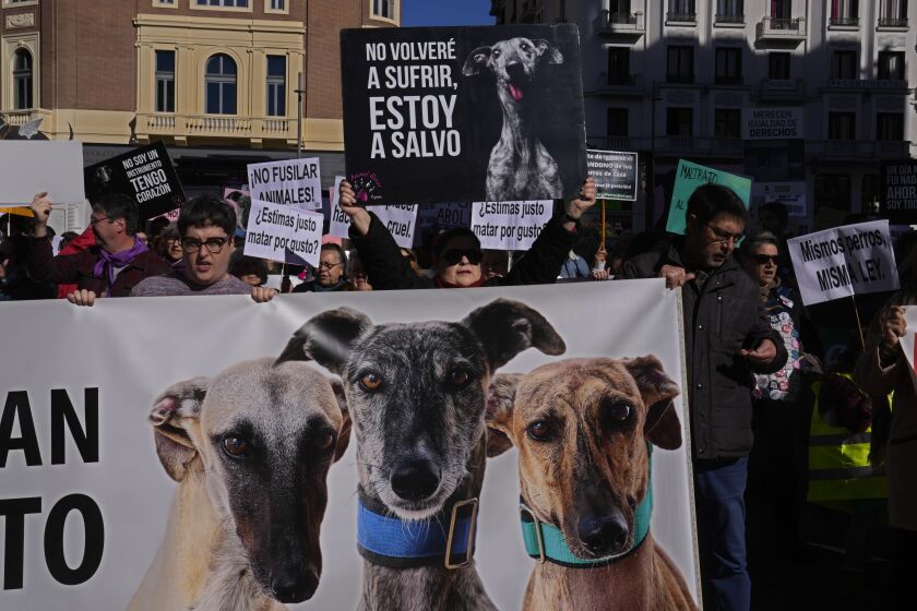 People protest against the exclusion of some animals in the new animal protection law, Madrid, Spain, Sunday, Feb. 5, 2023. PACMA, the animal welfare party, has asked the government to reconsider and include all the animals that it has left out in the new law such as animals used for hunting grazing, rescue and animals used for transport etc. Main banner in centre reads 'I won't be suffering anymore. I'm safe." (AP Photo/Paul White)