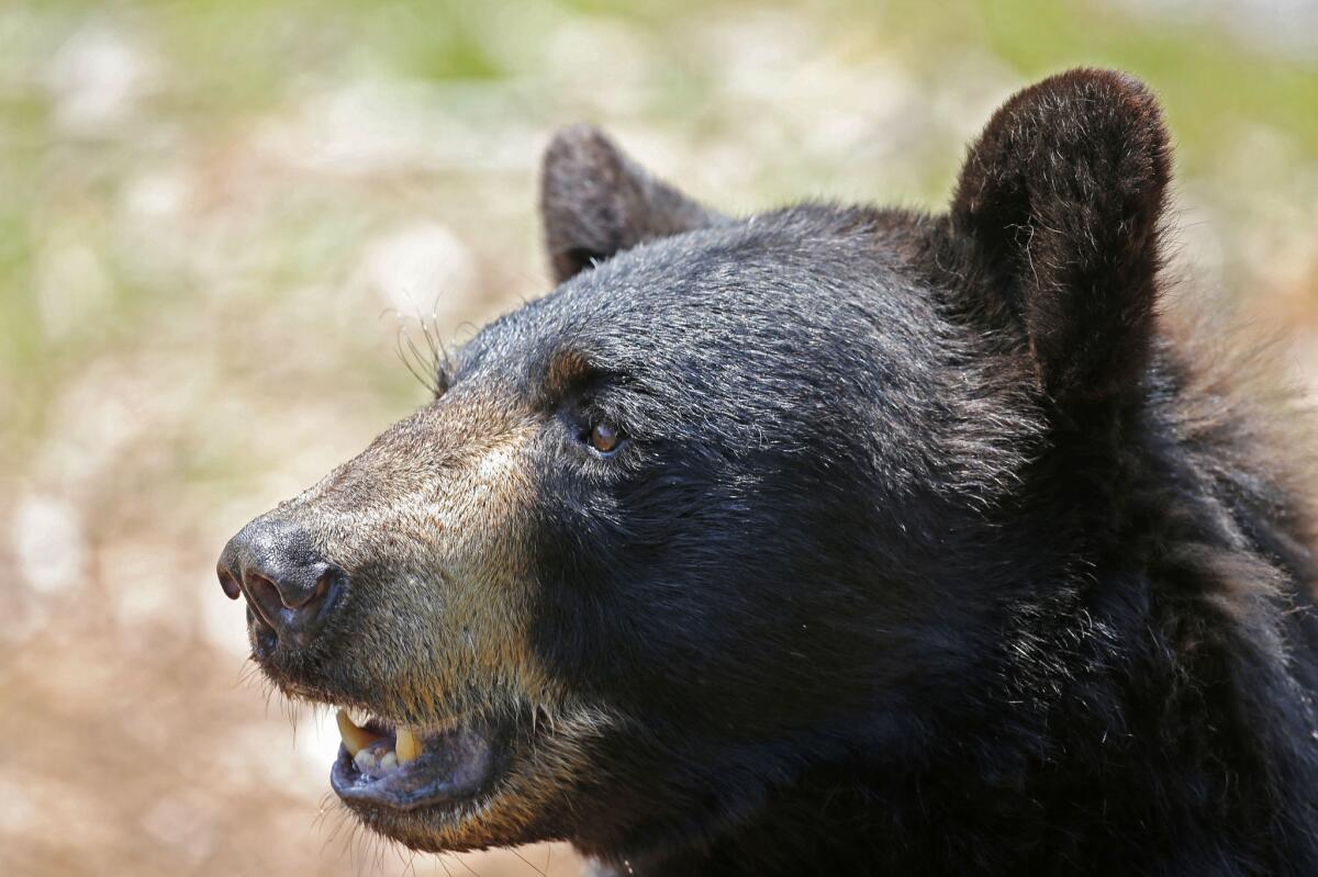 Maine voters rejected a measure to ban the use of bait, dogs and traps to hunt black bears.