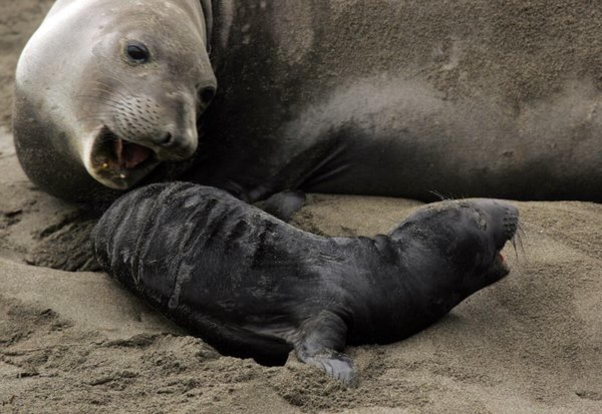 A mother elephant seal with her pup. The marine mammals join breeding colonies along California's central coast every winter.