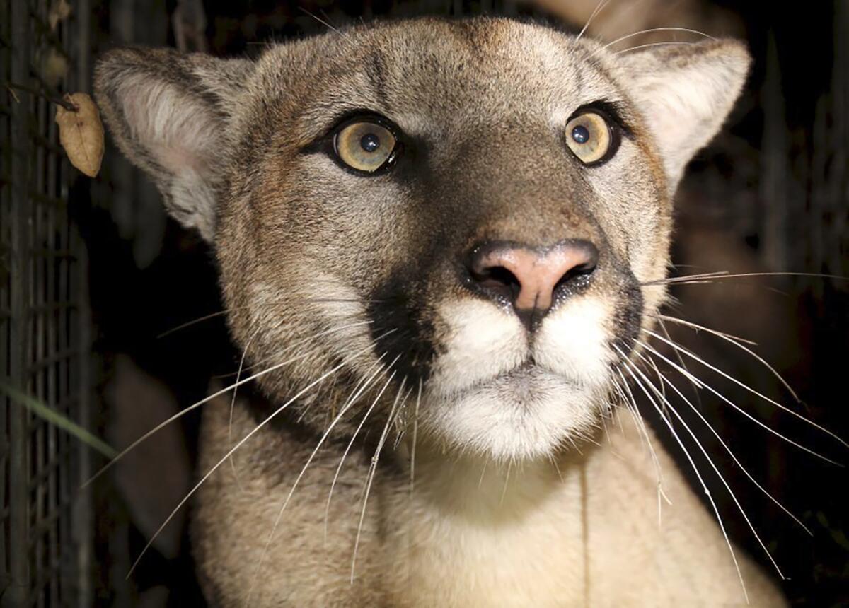 A mountain lion known as P-81 is seen in a National Park Service photo. 