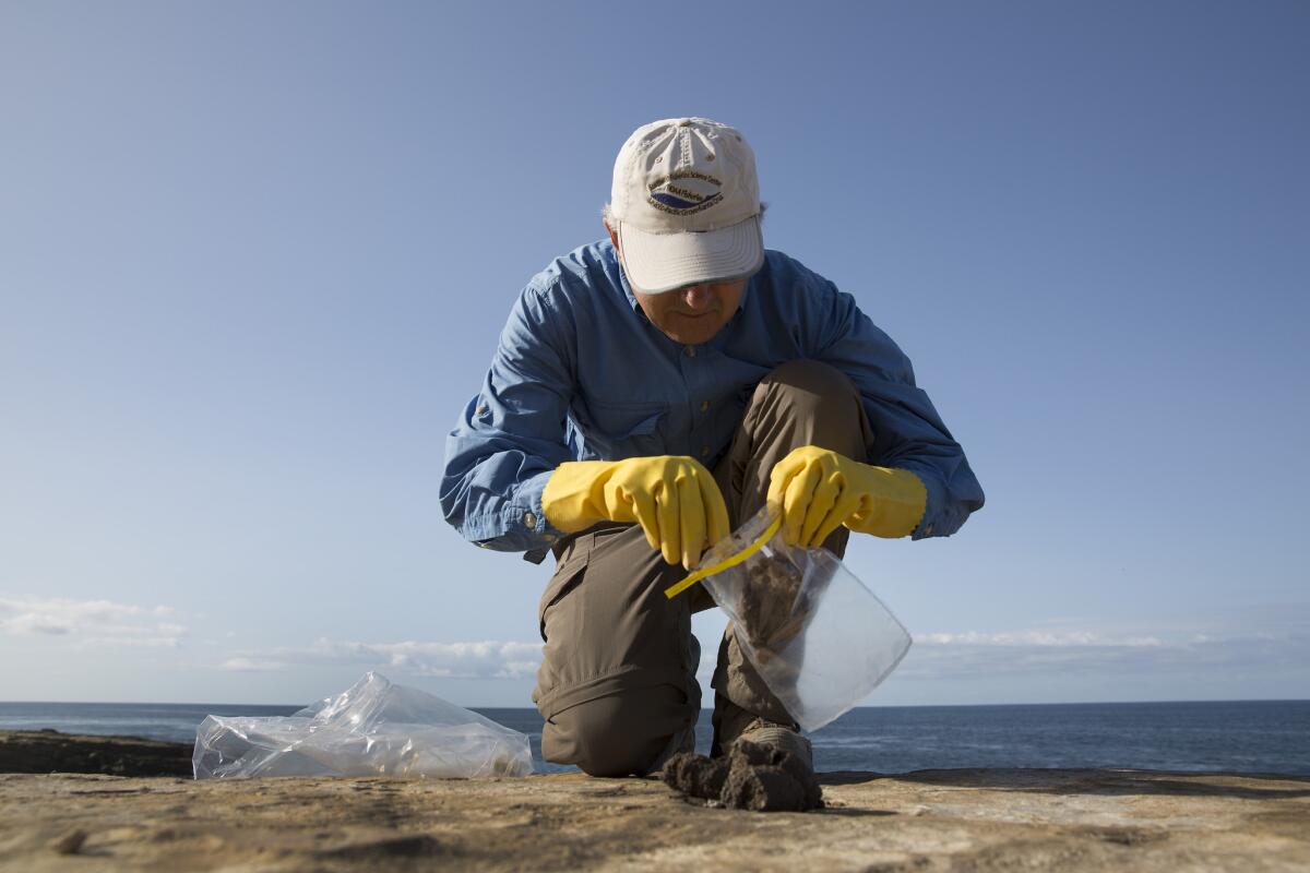 Biologist Mark Lowry collects sea lion and elephant seal scat.