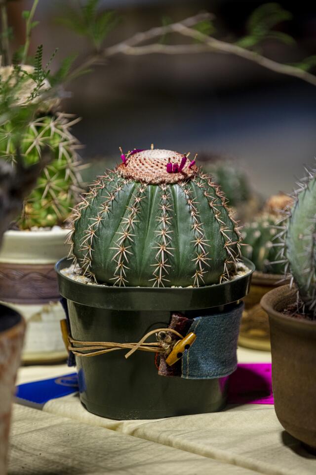 At 24, Crystal Eckman of Escondido is the youngest person to co-chair the 35-year-old convention. She is so in love with melocactus — seen here — that she grows them from seed, and her novice-level entries won so many honors co-chair Tom Glavich says he expects she'll be a top pro contender in the future. Eckman says she loves how the seeds of the cactus pop out of the top in bright-pink pepper-shaped cones.