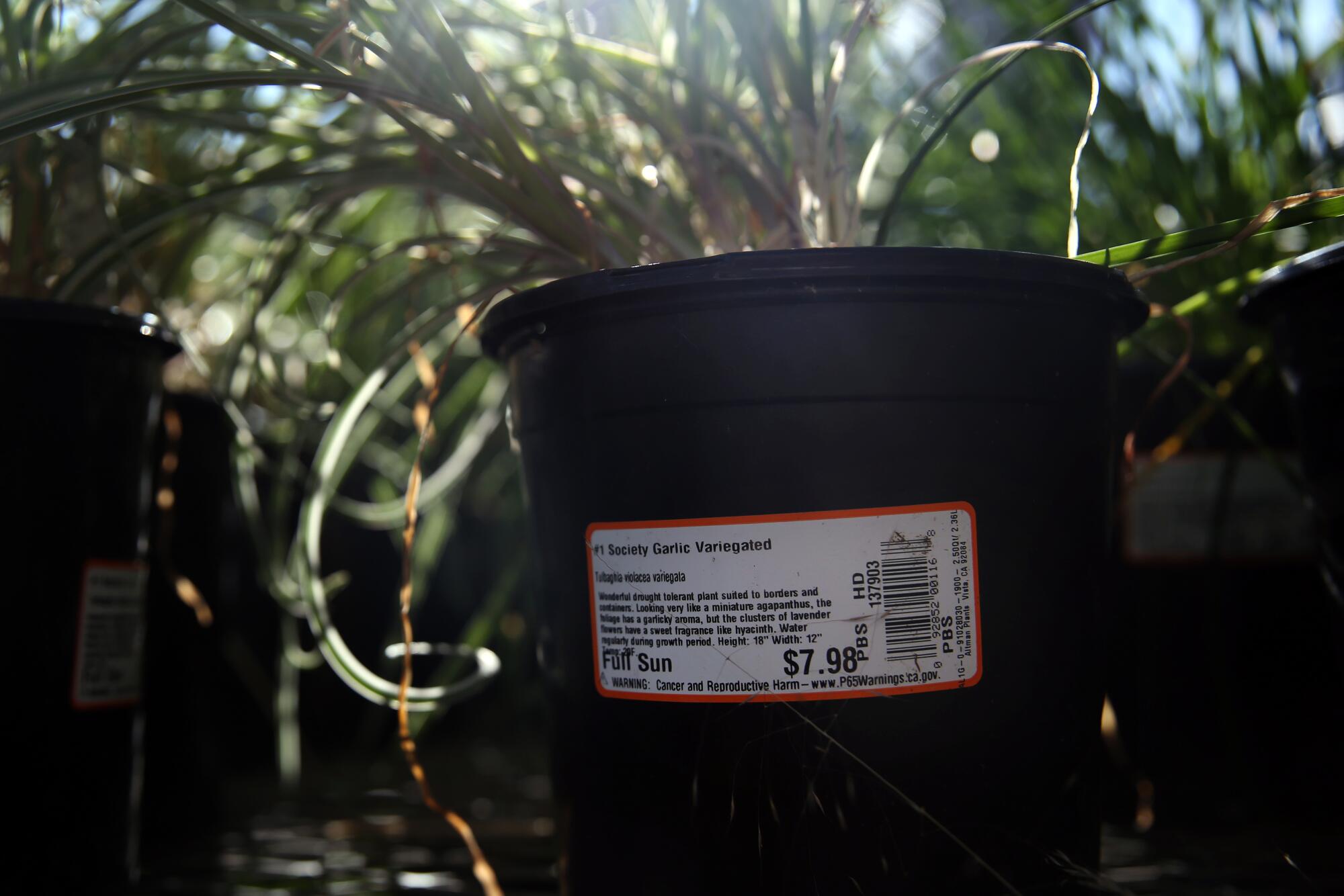 A Proposition 65 warning label on a potted plant for sale at Home Depot.