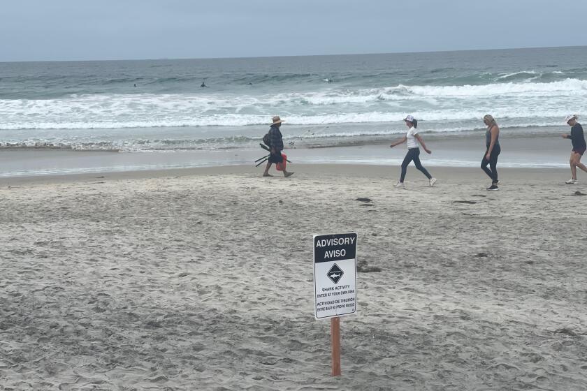 A shark advisory sign was posted at Torrey Pines State Beach in late August, after a sighting of a 10-12 foot shark near some divers.