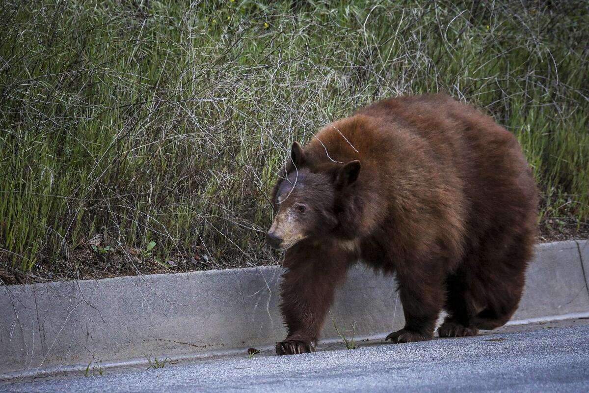In March, a bear was seen wandering in Arcadia. This week, a bear attacked a resident in nearby Sierra Madre.