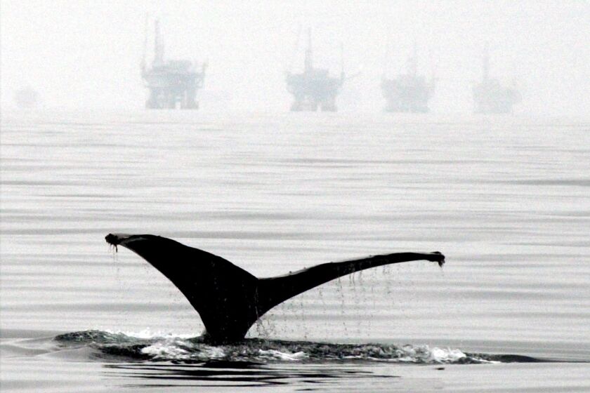 Story Slug: alaskacruz.ART FILE--A Humpback whale lifts its fluke out of the water as it begins a dive off the coast of Santa Barbara, Calif., near five off-shore oil drilling platforms, in this May 25, 2001 file photo. A federal judge halted oil and natural gas exploration off central California's coast Friday, June 22, 2001, saying the area can't be drilled or explored until the federal government studies the environmental impacts and the California Coastal Commission approves of the plan. (AP Photo/Santa Barbara News-Press,Mike Eliason, File) ORG XMIT: CABAR801
