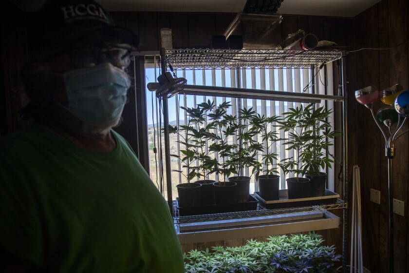 Ronnie Bell with young cannabis plants