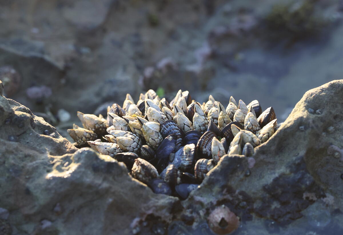 Tiptool Laguna Ocean Foundation's ‘Tides of Change’ inspires conservation - Los ...
