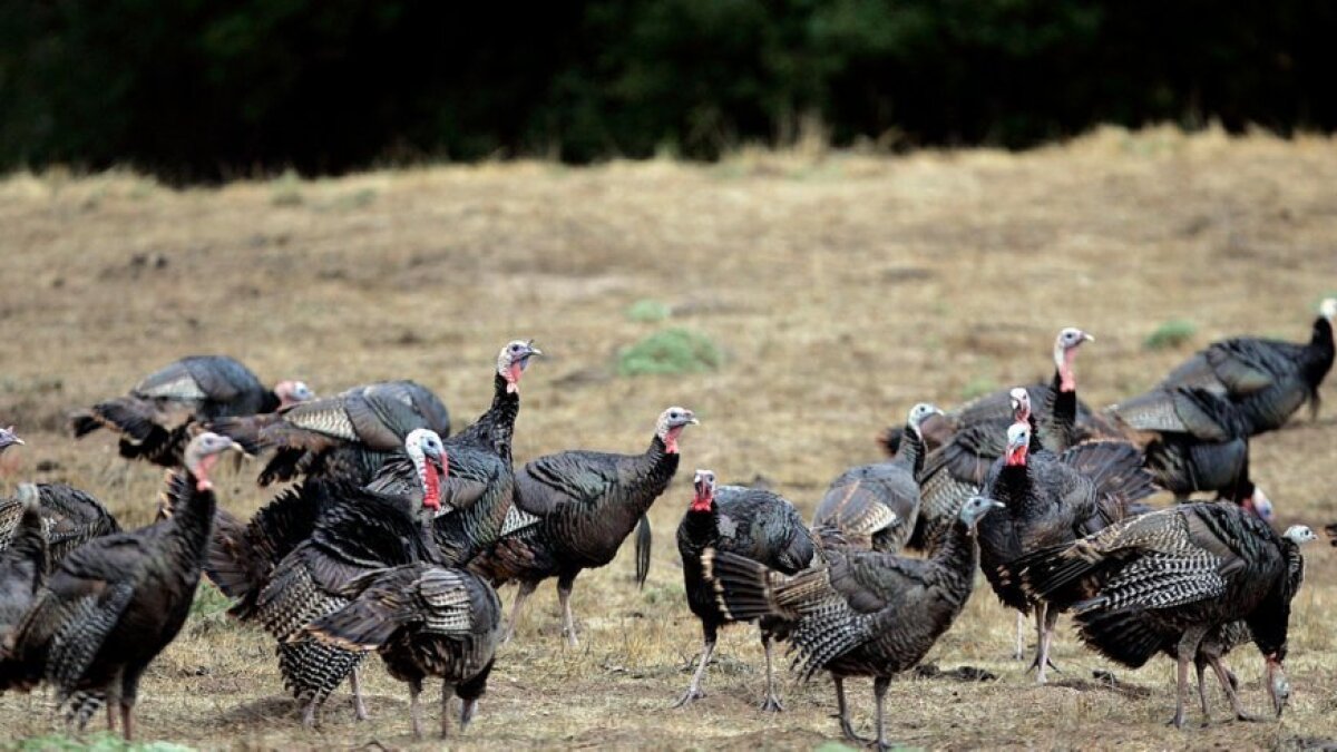 Wild Turkeys Thrive In North County S Backcountry The San Diego Union Tribune