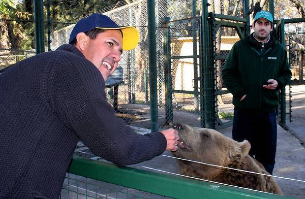 At the private Zoo Lujan in Argentina, Brazilian tourist Manu Peclat feeds sweet potato to Gordo, a 3-year-old brown bear.