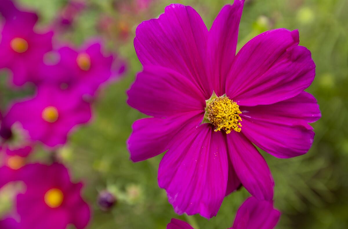 Cosmos grow in a plot at the South Laguna Community Garden Park on Friday in Laguna Beach.