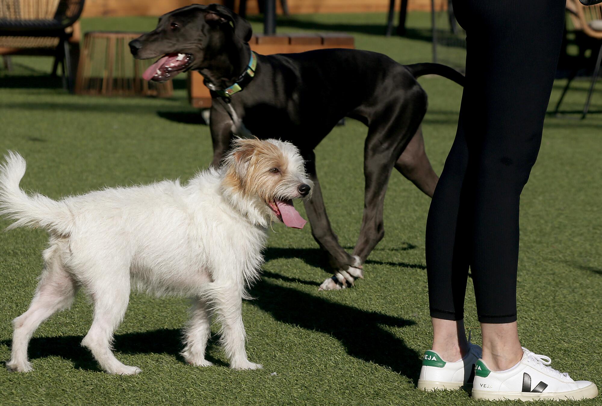 Dogs roam around in a private dog park.