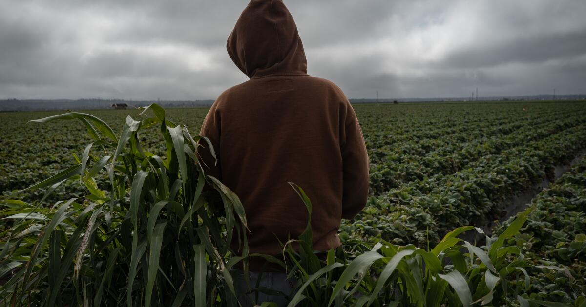 California's child farmworkers: Exhausted, underpaid and toiling in toxic fields