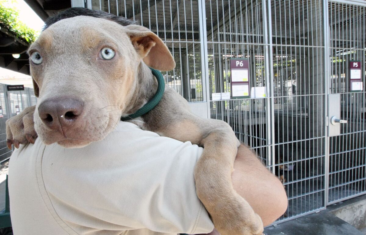 Donation aids Pasadena Humane Society & SPCA adoption campaign