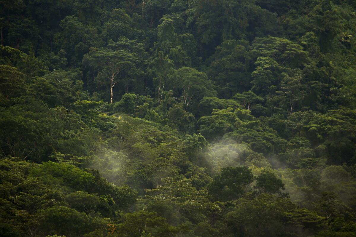 Migrants must walk through the jungle in what is known as the Darien Gap.