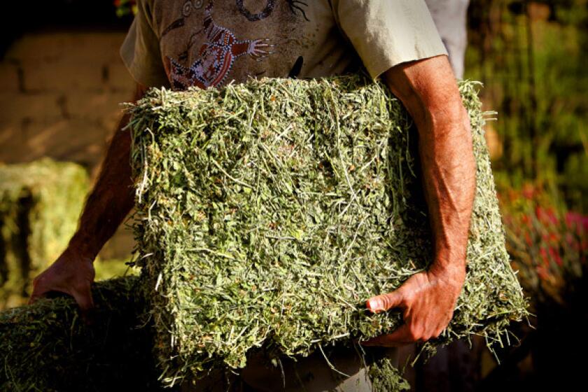 Pat Marfisi carries alfalfa hay into his Hollywood Hills backyard, but there arent any animals to feed. Its for his no dig vegetable garden: raised beds using lasagna-like layers of fodder, bone and blood meal, and compost  and remarkably little water. Now that Gov. Arnold Schwarzenegger has declared a statewide drought, local governments may curb water use for nonessential purposes. Marfisis personal horticultural lab offers lessons for a low-water, sustainable technique he learned working on organic farms in Australia. Since he began gardening this way, he has been inundated with food. You can have beauty and abundance without a lot of water, Marfisi says.