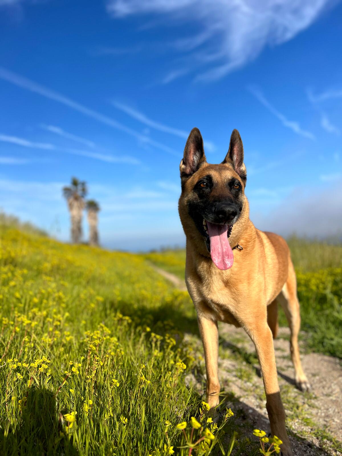 Makoto Mizutani's dog, Penny, stands outside among low flowers.