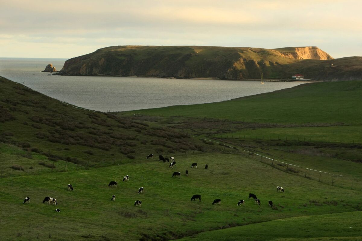 Cattle graze on some of the hundreds of acres of farmland at Point Reyes National Seashore.