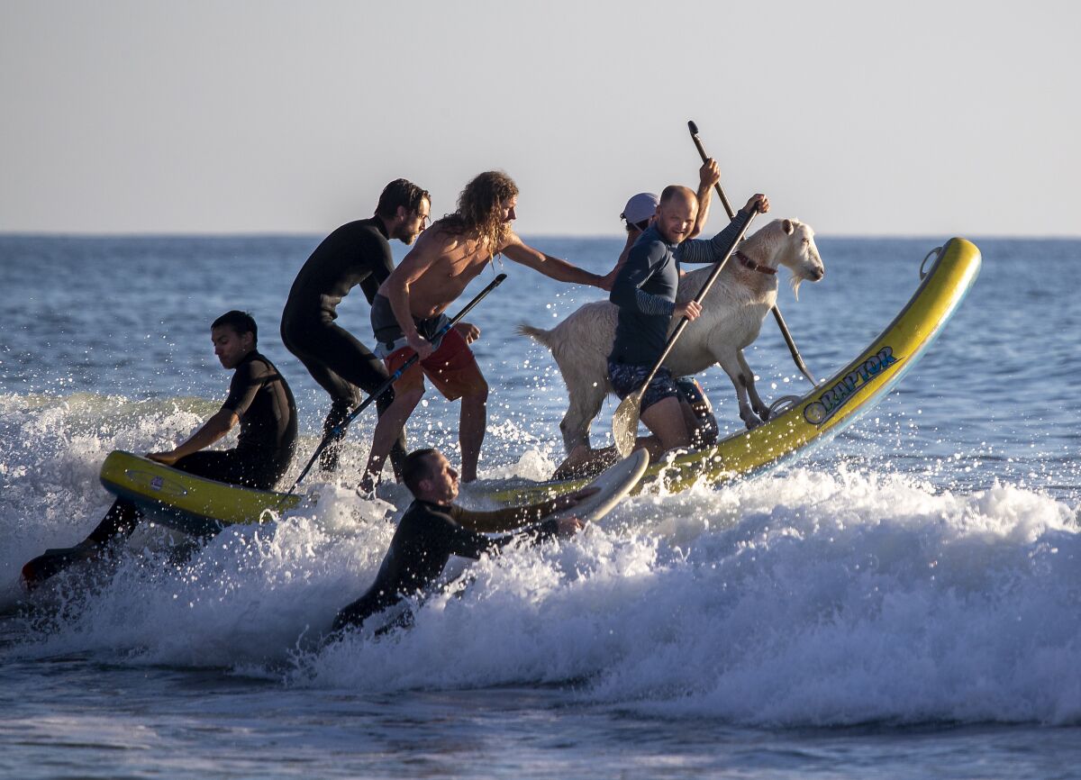 People and a goat on surfboards