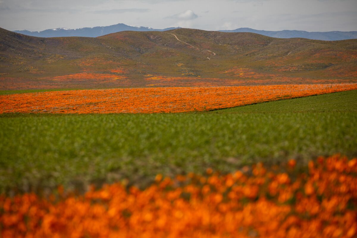 fields with patches of orange and green plants