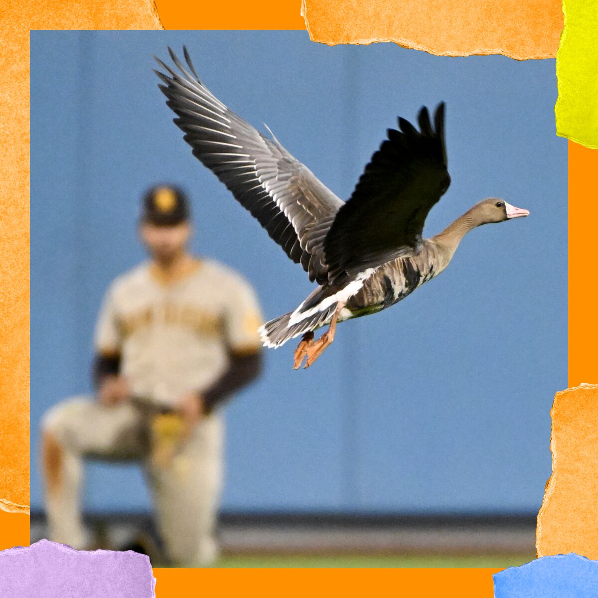 P-22 Day Festival: For L.A.'s most famous mountain lion 16 Close-up of a goose with wings spread and a baseball player in the background.